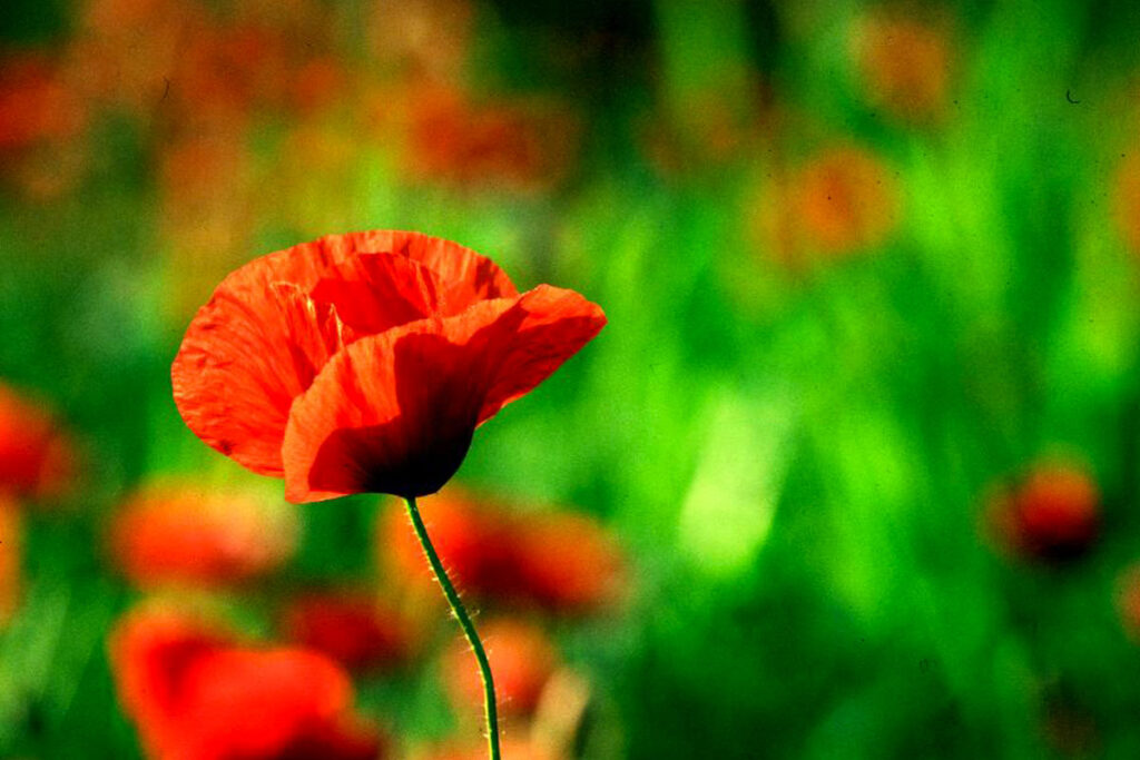 Palynology and archeo-botany decorative image