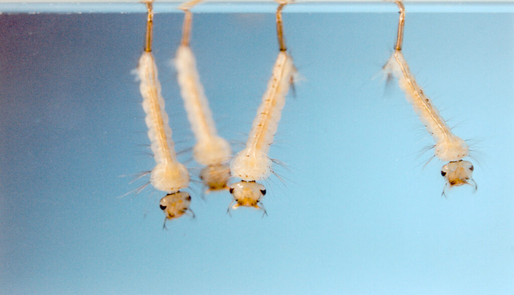 Continua la verifica dei livelli di resistenza a diflubenzuron di Culex pipiens in Emilia-Romagna nel 2020 immagine decorativa