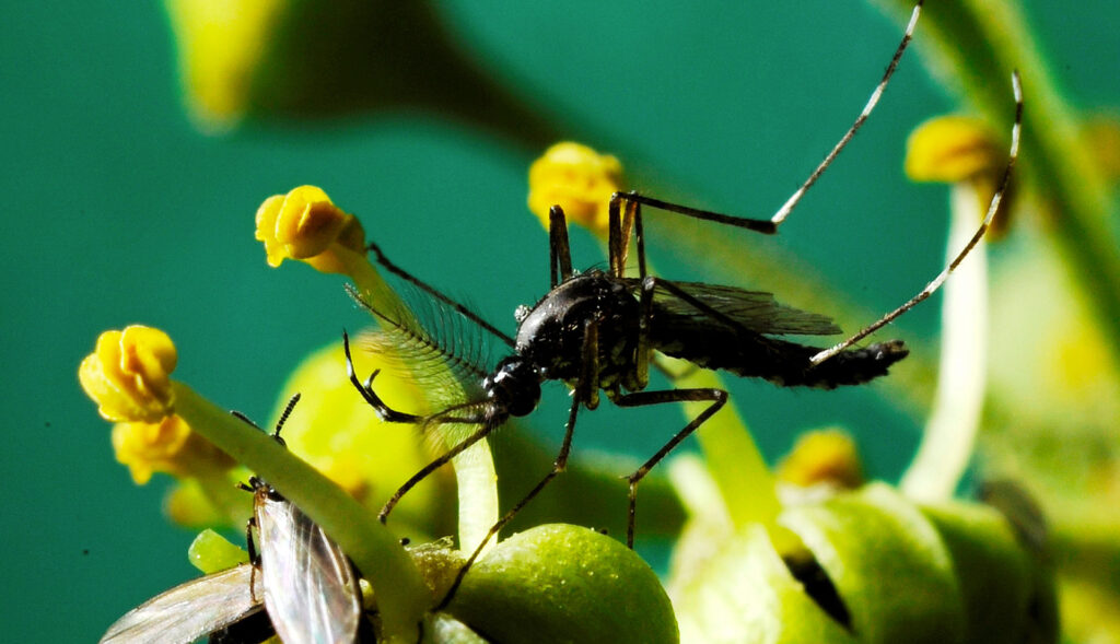 Sanitary entomology and zoology decorative image