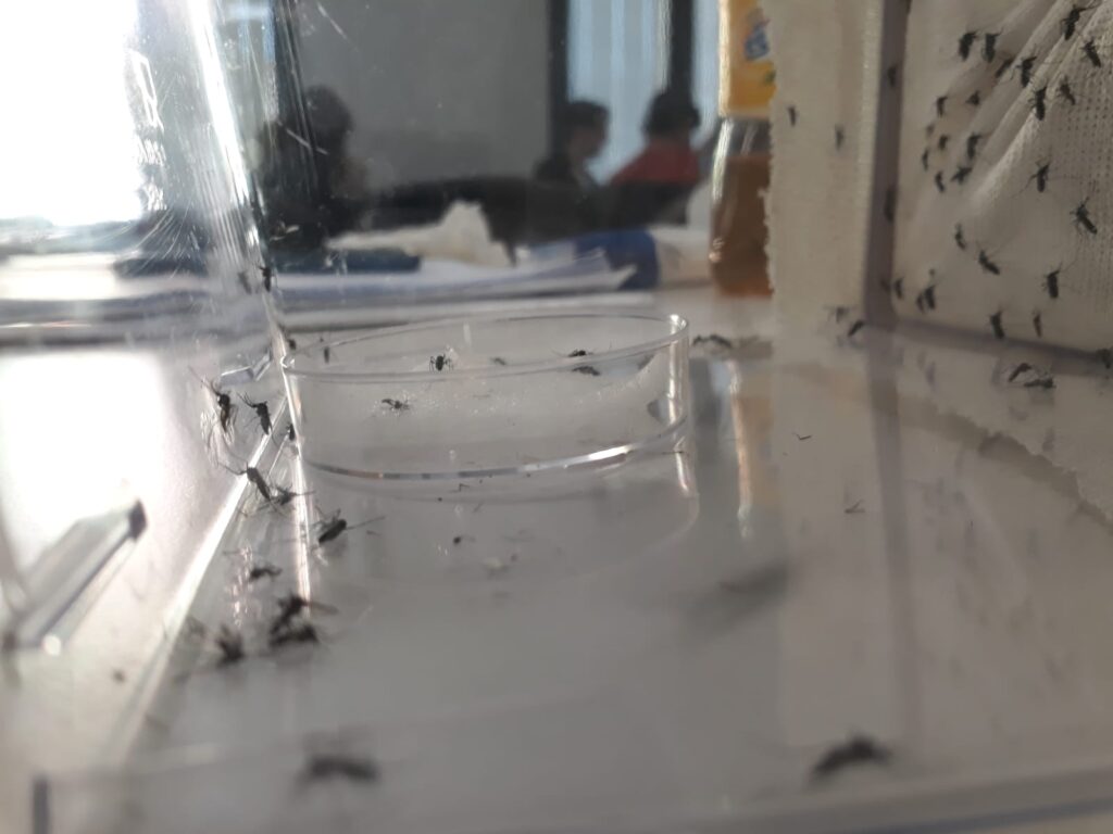 Progetto didattico “Contrasto alla Zanzara Tigre” nel Comune di Mirandola immagine decorativa