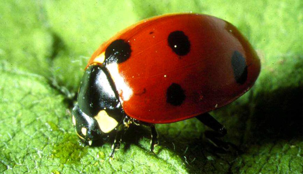 Sustainable agricolture decorative image