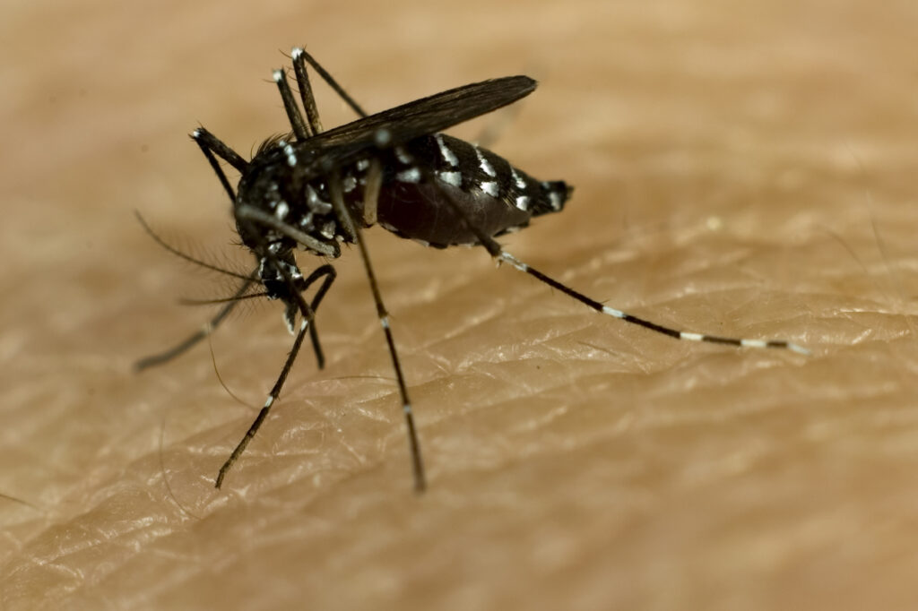 La task force entomologica di CAA contro le arbovirosi in Emilia-Romagna immagine decorativa