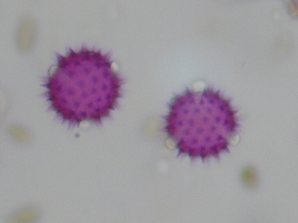 Ultime analisi archeobotaniche condotte dal nostro Laboratorio di Palinologia e Archeobotanica immagine decorativa