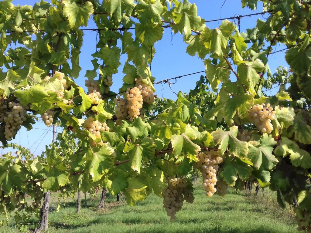 Sviluppo di un modello di coltivazione della vite ad elevata sostenibilità ambientale che valorizzi le vecchie cultivar all’interno di habitat naturali nei Colli Bolognesi immagine decorativa