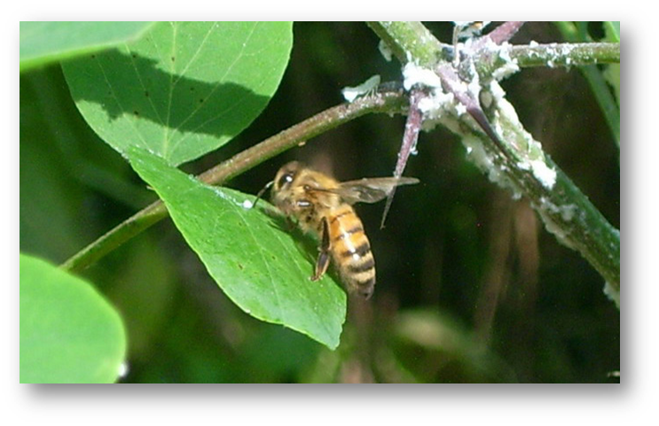 Metcalfa pruinosa un insetto indesiderato che favorisce le api immagine decorativa