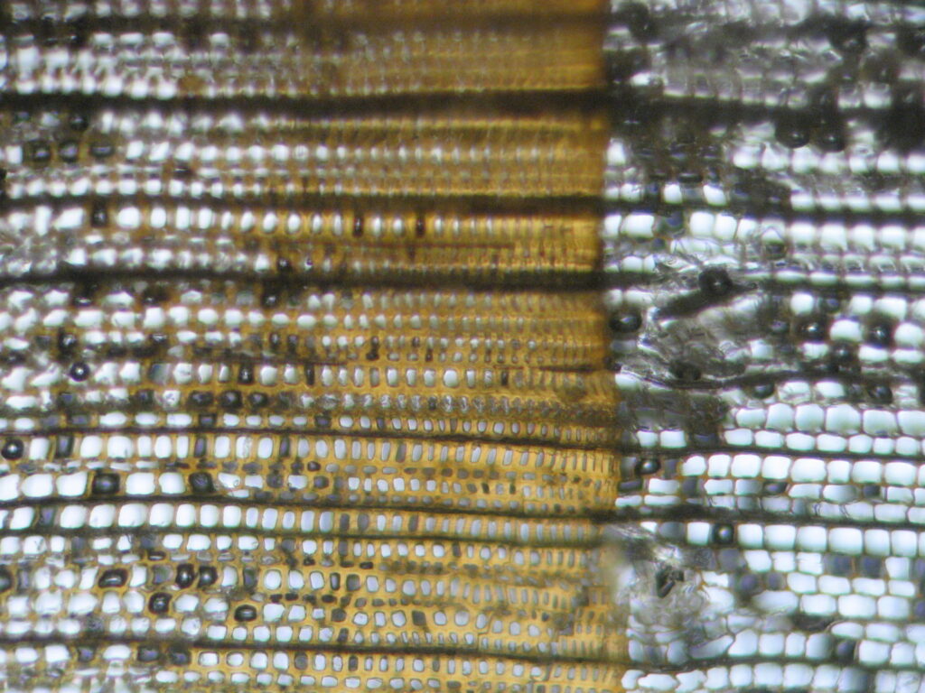 Lo studio del legno antico e moderno: dati per la pianificazione degli interventi immagine decorativa