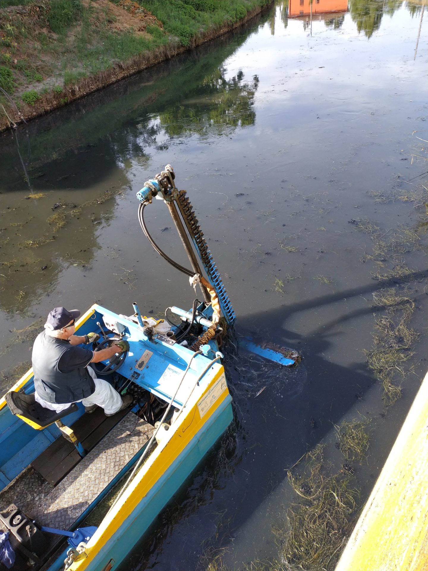 caa-news-chironomidi2