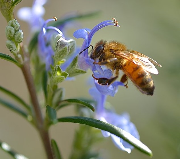 Un altro anno di attività nella tutela delle api immagine decorativa