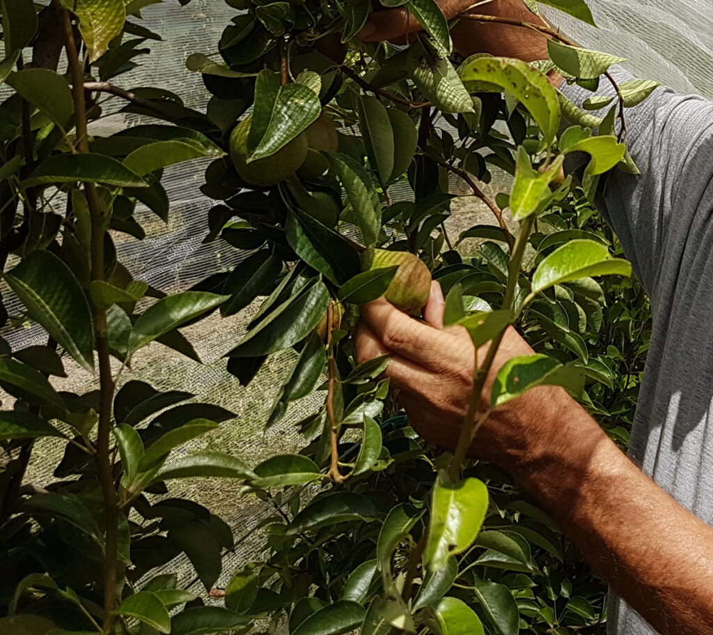 La ricerca di tecniche a basso impatto applicata in campo immagine decorativa