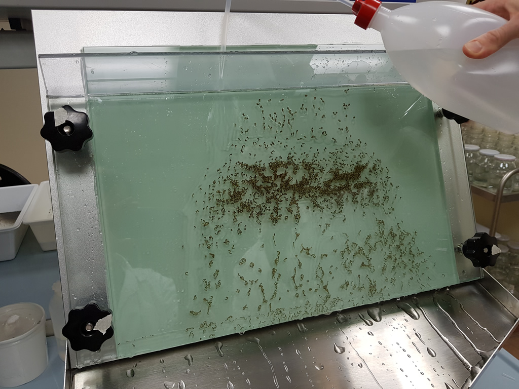 Infravec2: training in metodologie di allevamento massale per programmi SIT immagine decorativa