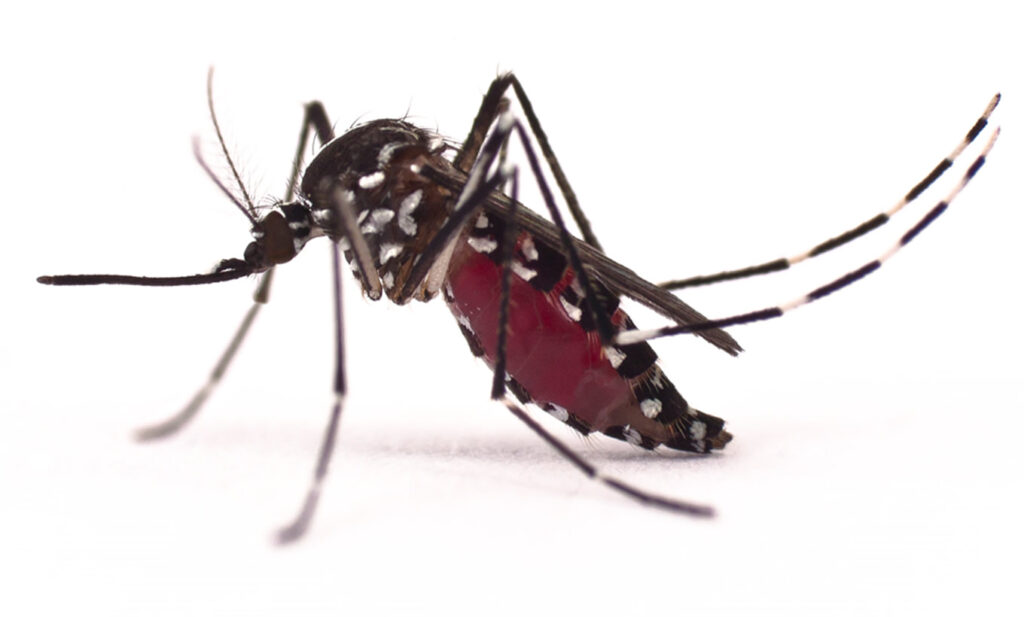 Nuovo progetto internazionale sul SIT nella lotta alle malattie trasmesse da Aedes immagine decorativa