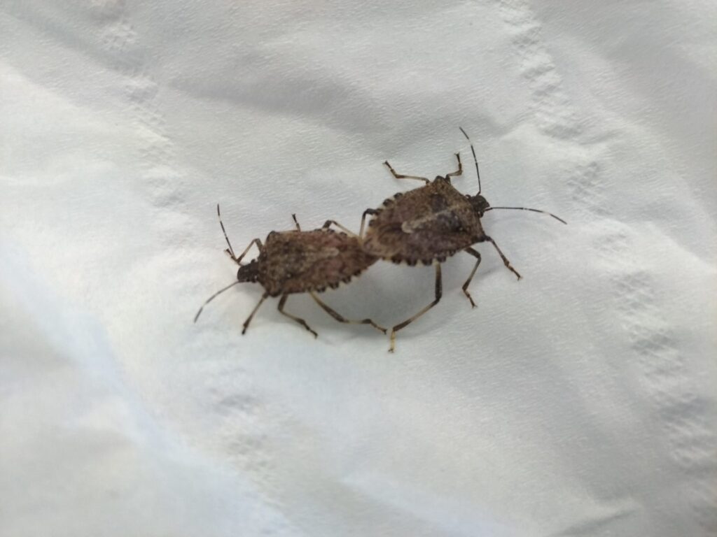 Lotta biologica alla Cimice Asiatica: è l’ora della Vespa Samurai immagine decorativa