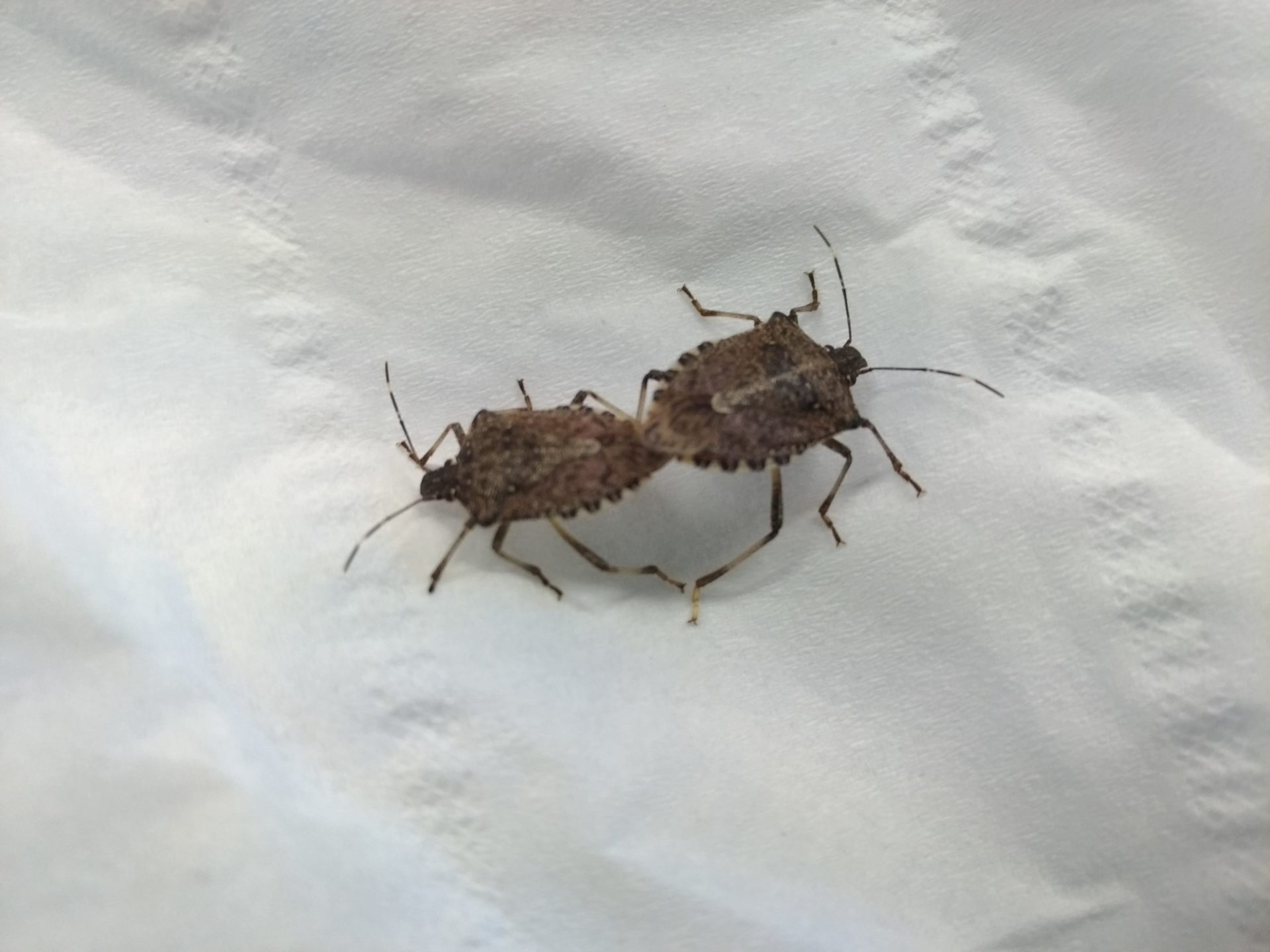 img-caa-news-cimici3