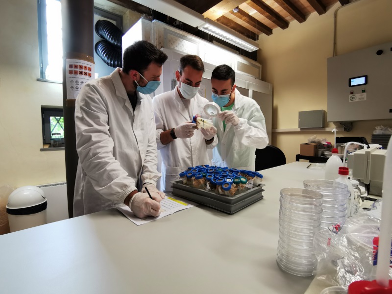 img-news-caa-trissolcus1