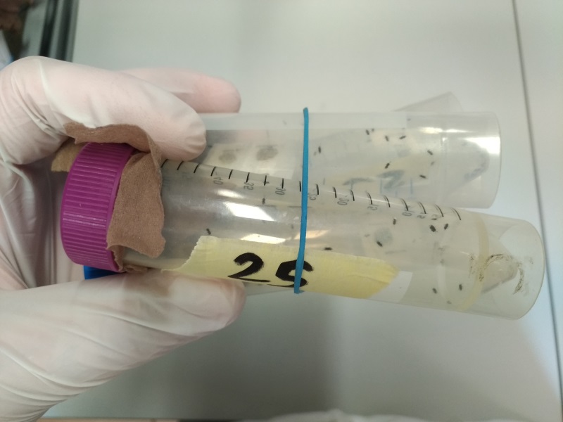 img-news-caa-trissolcus2