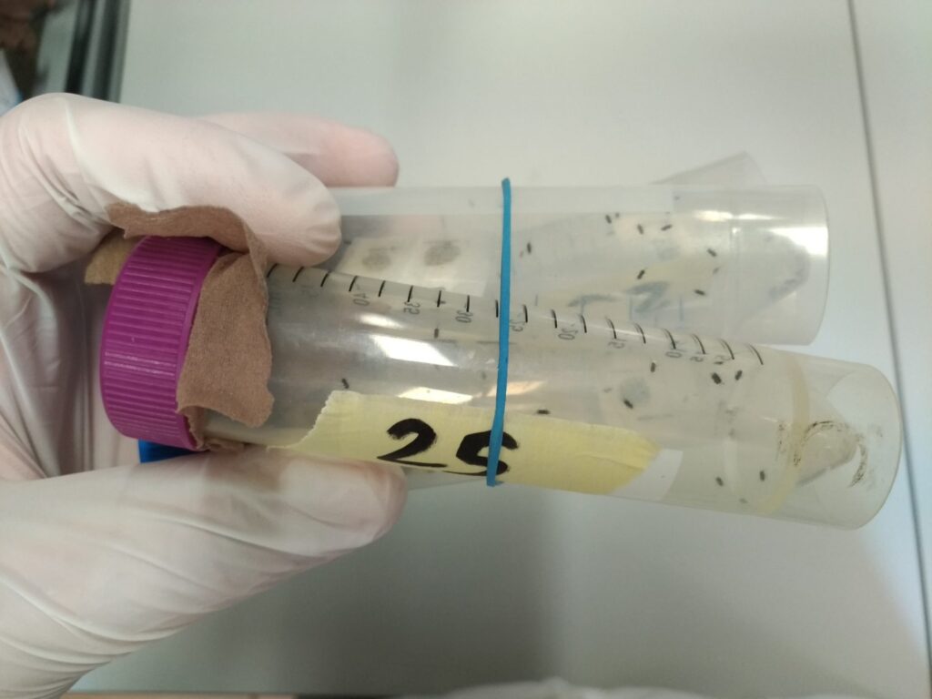 CAA Srl partecipa al progetto di lotta biologica alla Cimice Asiatica moltiplicando i suoi nemici naturali per conto della Regione Emilia-Romagna immagine decorativa