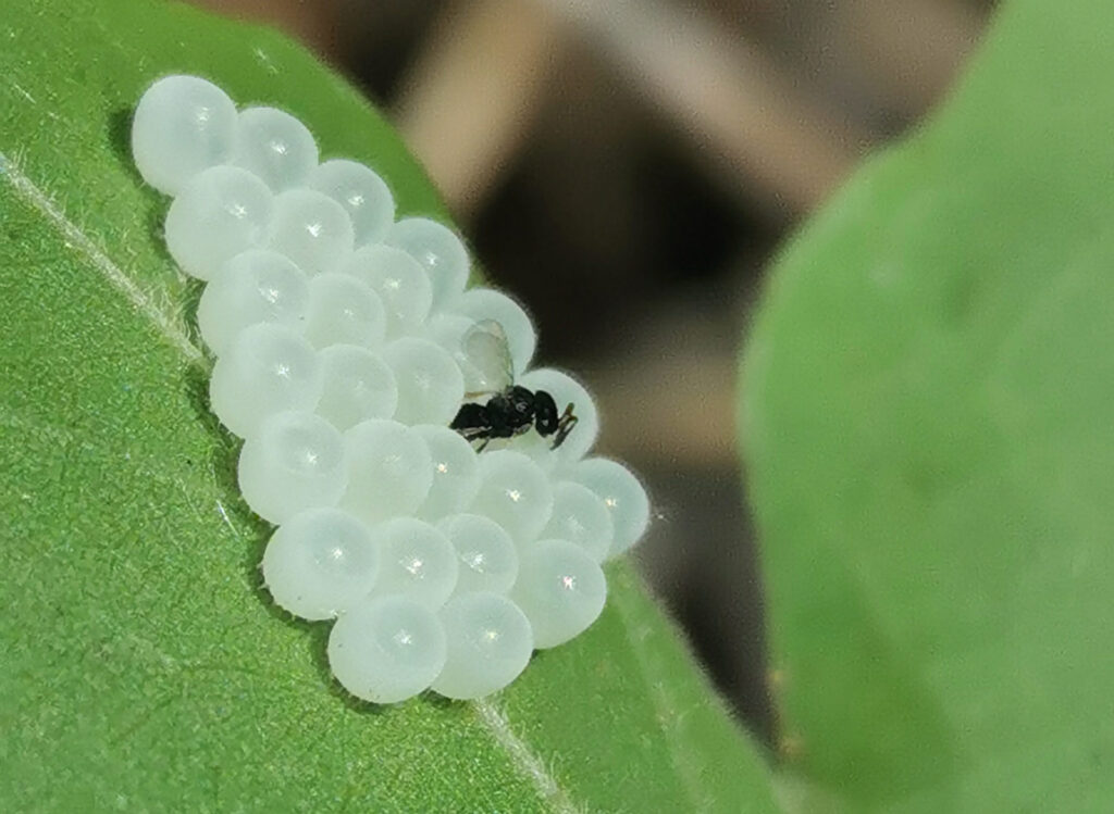 Lotta biologica alla cimice asiatica: primo anno di attività immagine decorativa