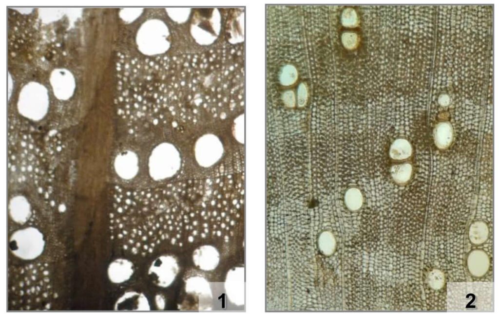 Il contributo dell’archeobotanica per la ricostruzione degli aspetti ambientali nella salina romana di Cervia immagine decorativa