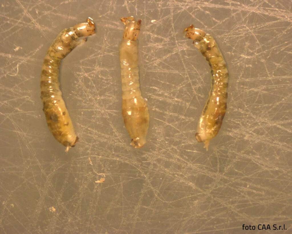 Studio sulla presenza e lotta biologica ai Simulidi nel Fiume Reno (Comune di Bologna) immagine decorativa