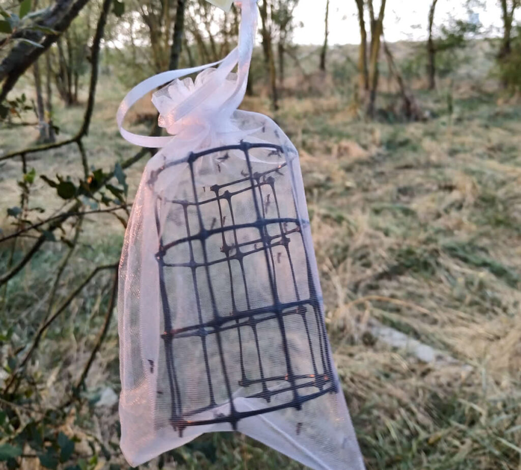 Valutazione di un formulato a base di piretro contro le zanzare in semi-campo immagine decorativa