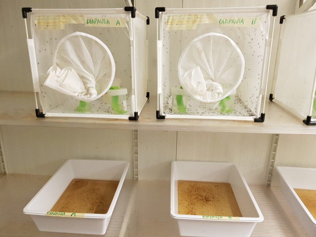 Prove di laboratorio sulla diapausa di Aedes albopictus immagine decorativa