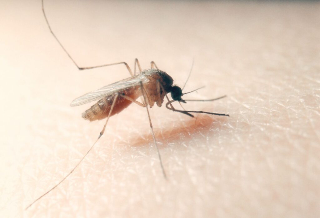 Analisi delle catture di insetti ematofagi nel 2022 nel Comune di Bologna immagine decorativa