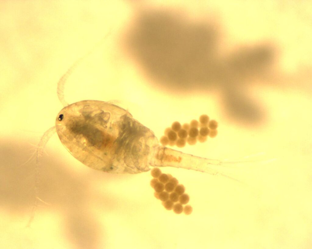 Lotta biologica contro le zanzare nelle aree ortive del Comune di Bologna immagine decorativa