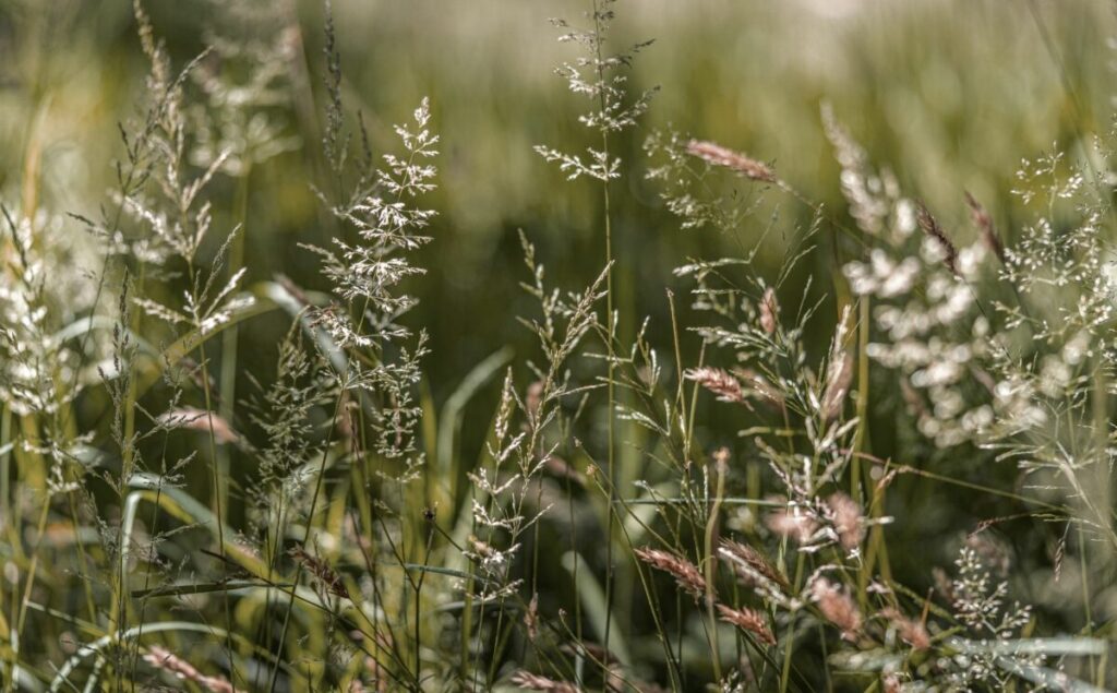 Piante erbacee: alert delle fioriture e monitoraggio dell’aria immagine decorativa