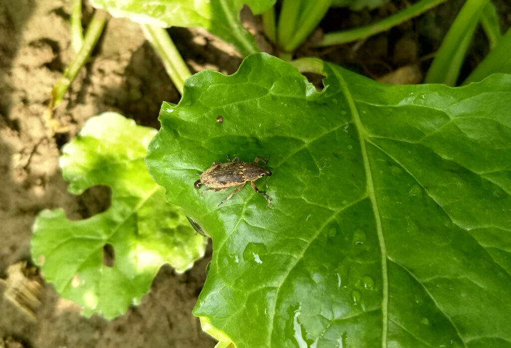 BITBIO: Innovazione nella coltivazione biologica  della barbabietola da zucchero immagine decorativa