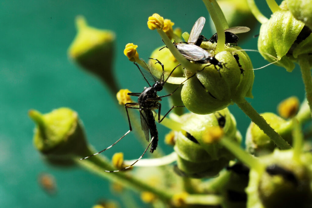 CAA “G. Nicoli” Srl apre la vendita dei maschi sterili per la lotta biologica alla Zanzara Tigre: ora disponibili per le ditte di disinfestazione immagine decorativa