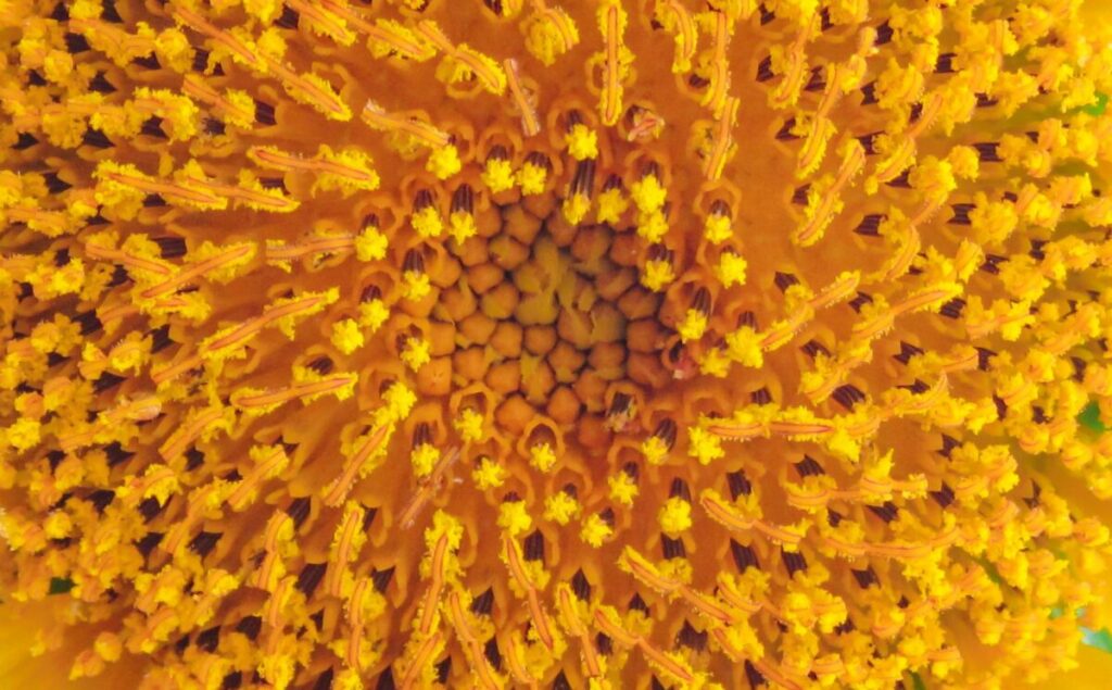 Palinologia: studiare i pollini per comprendere il mondo immagine decorativa