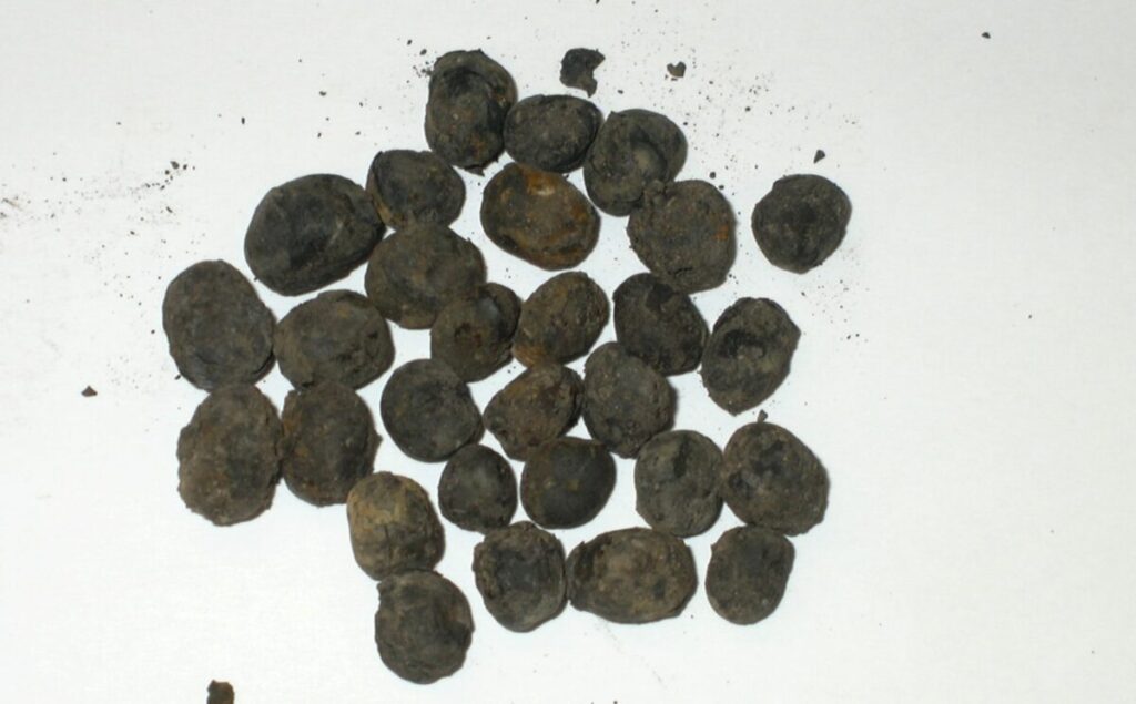 Passato presente e futuro: il ruolo dell’archeobotanica nell’alimentazione immagine decorativa