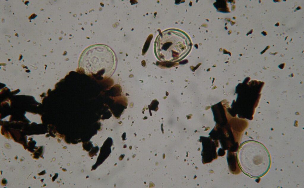 Scienza forense e palinologia: insieme contro il crimine immagine decorativa