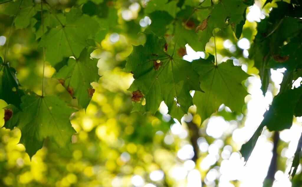 Peronospora della vite: come si comporta il CAA? immagine decorativa