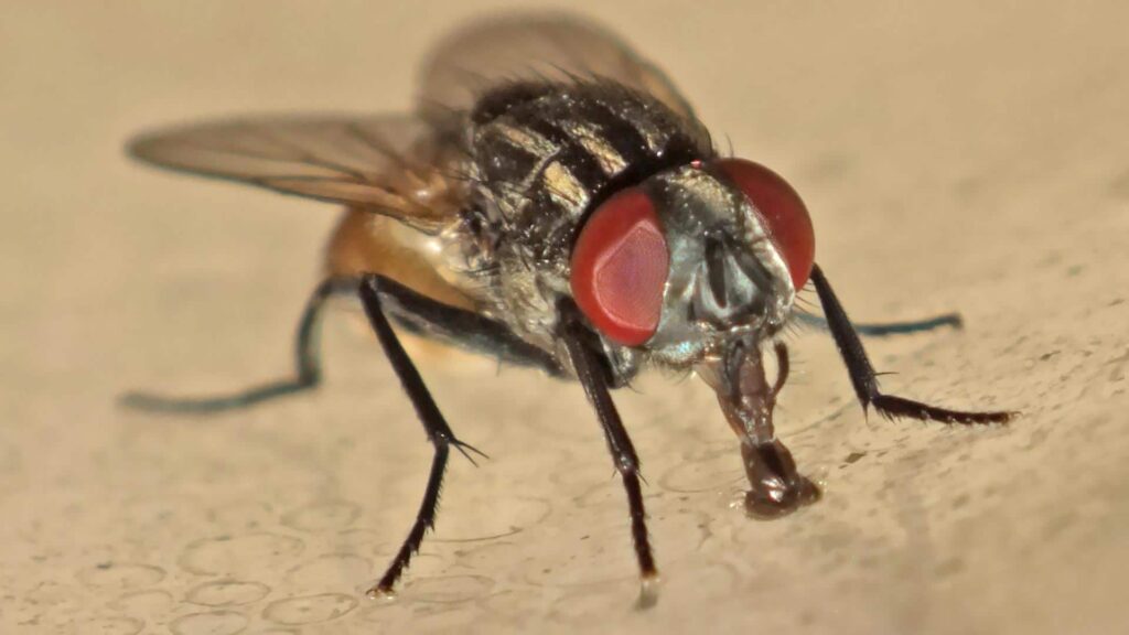 Gestione delle mosche nell’impianto di stoccaggio fanghi di CAA nel 2022 immagine decorativa