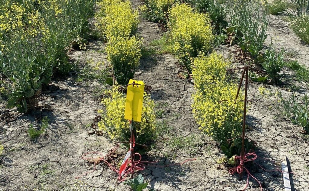 Una difesa fitosanitaria delle colture da seme compatibile con l’ambiente immagine decorativa