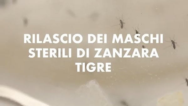 Rilascio dei Maschi sterili di Zanzara Tigre immagine decorativa