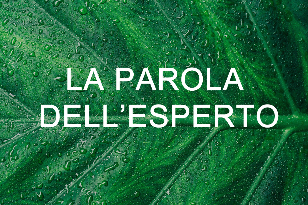 Rubrica Ecologgi: La parola dell’esperto immagine decorativa