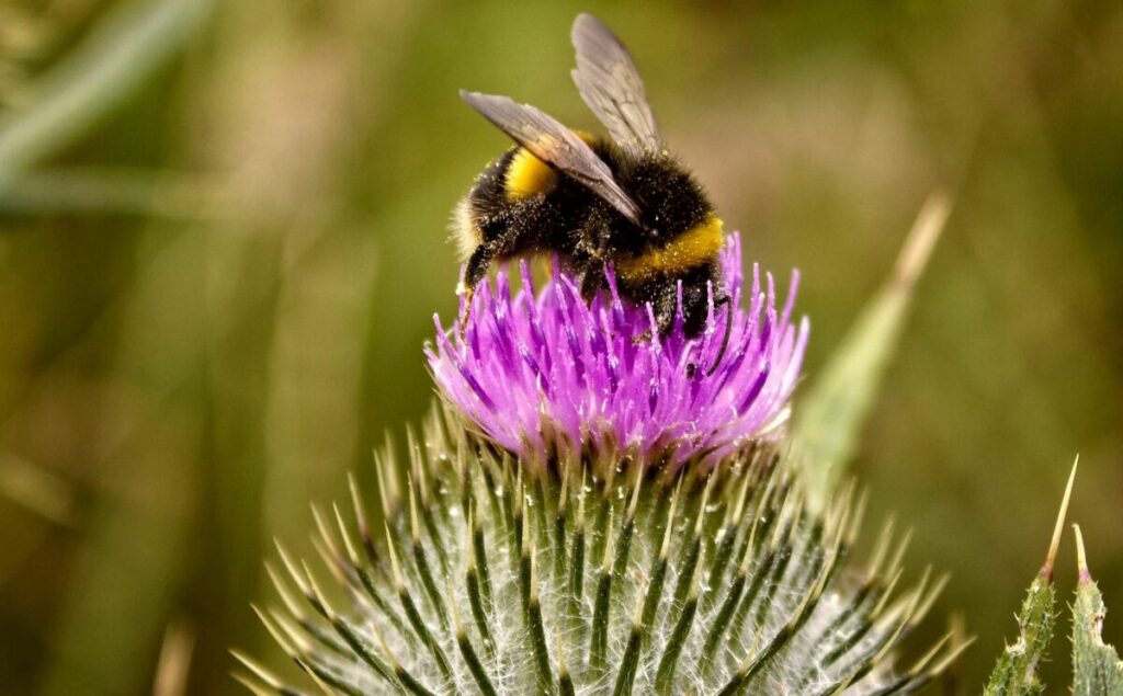 Allergia al polline: da cosa deriva? immagine decorativa