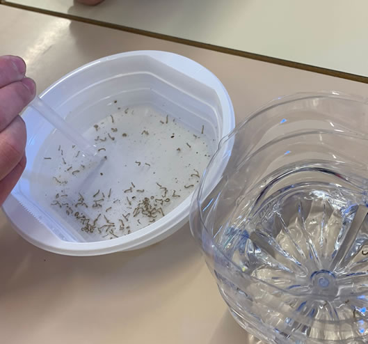 Progetto “Contrasto alla Zanzara Tigre” a Ravenna con gli entomologi CAA immagine decorativa