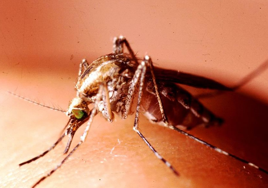 img-ztonline-zanzare-caspius