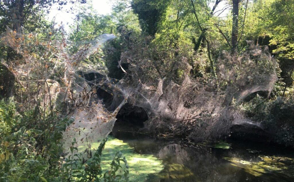 Il canale Navile di Bologna ospita un piccolo ragno predatore immagine decorativa