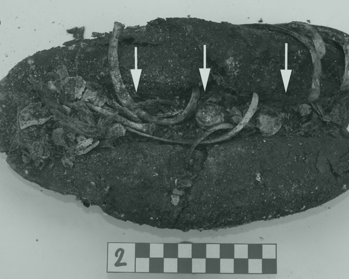 Cappelle Medicee: cosa rivela l’archeobotanica? immagine decorativa