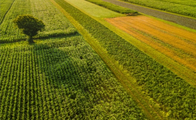 Ecotransfer: il contributo del CAA nello sviluppo di soluzioni alle problematiche fitosanitarie immagine decorativa
