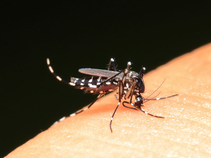 Epidemia di Dengue: il contributo del Centro Agricoltura Ambiente immagine decorativa