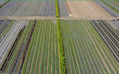 L’orticoltura diventa argomento di divulgazione scientifica grazie a Ecotransfer immagine decorativa