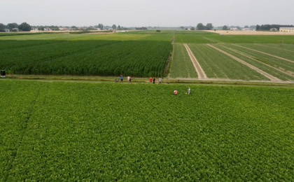 Continua la divulgazione sulle tecniche sostenibili per la difesa della Barbabietola da zucchero immagine decorativa