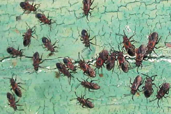 img-news-caa-arocatus1