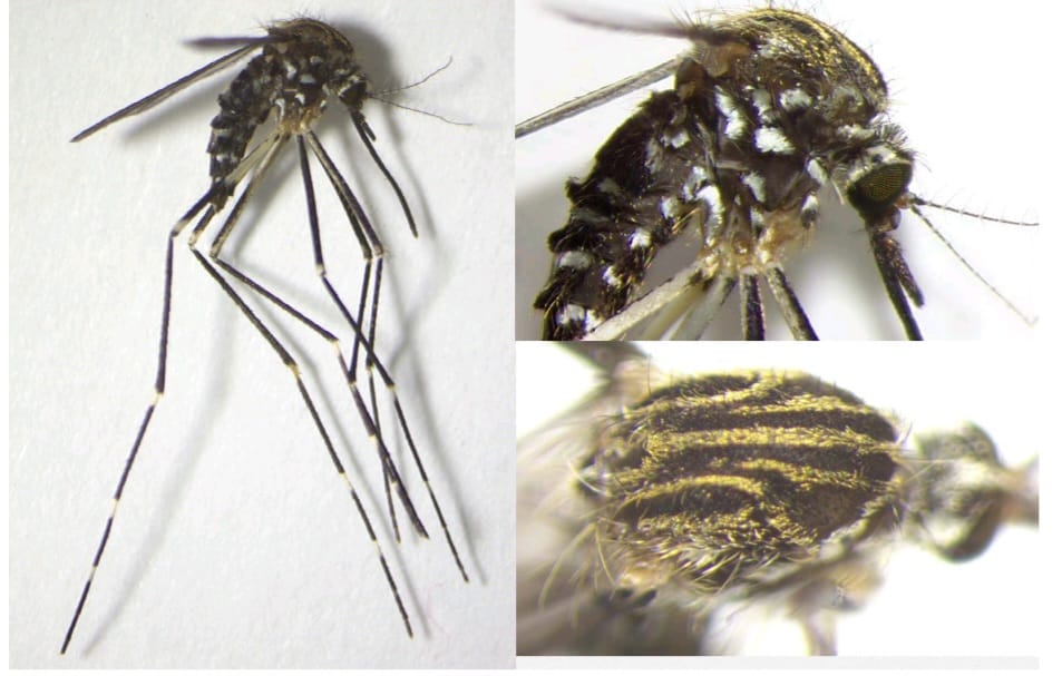 La Zanzara Giapponese arriva in Emilia-Romagna immagine decorativa