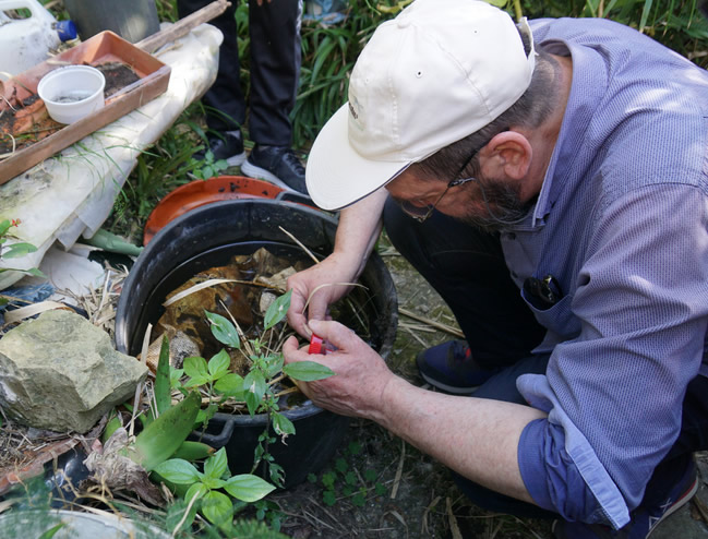 Zanzara Tigre, un esperimento a Procida: quando la scienza si fa comunità immagine decorativa